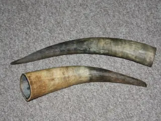 Horn