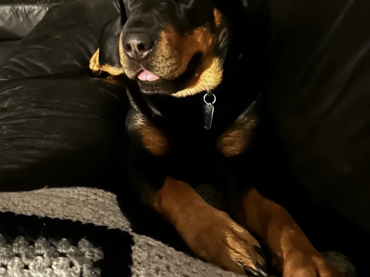 Billede 11 - Rottweiler hvalpe til salg
