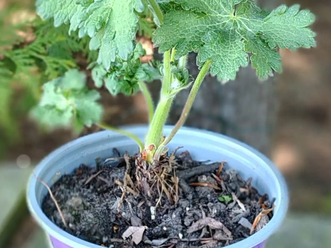 Billede 2 - Lilla geranium i potte 