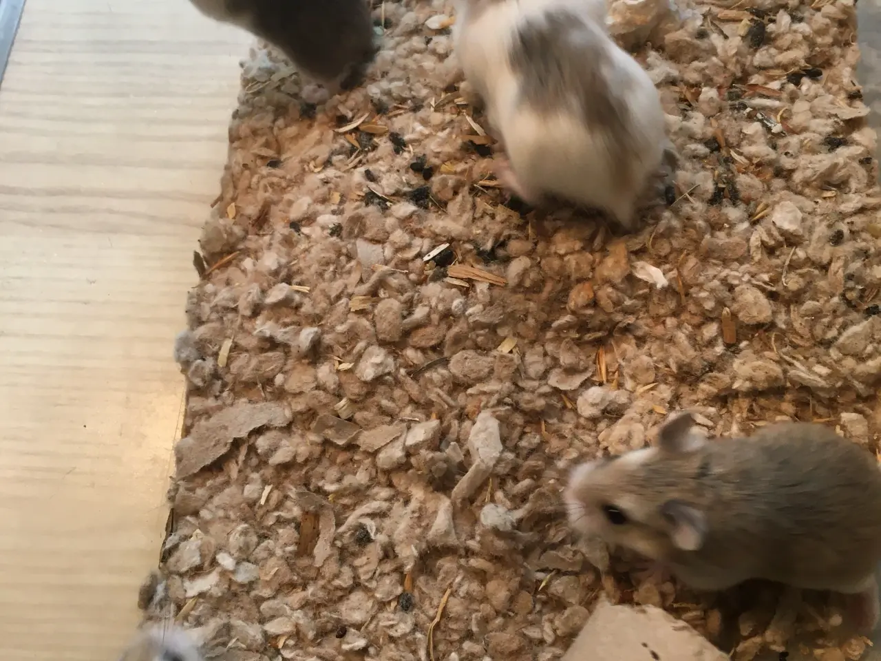 Billede 5 - Roborowski hamster