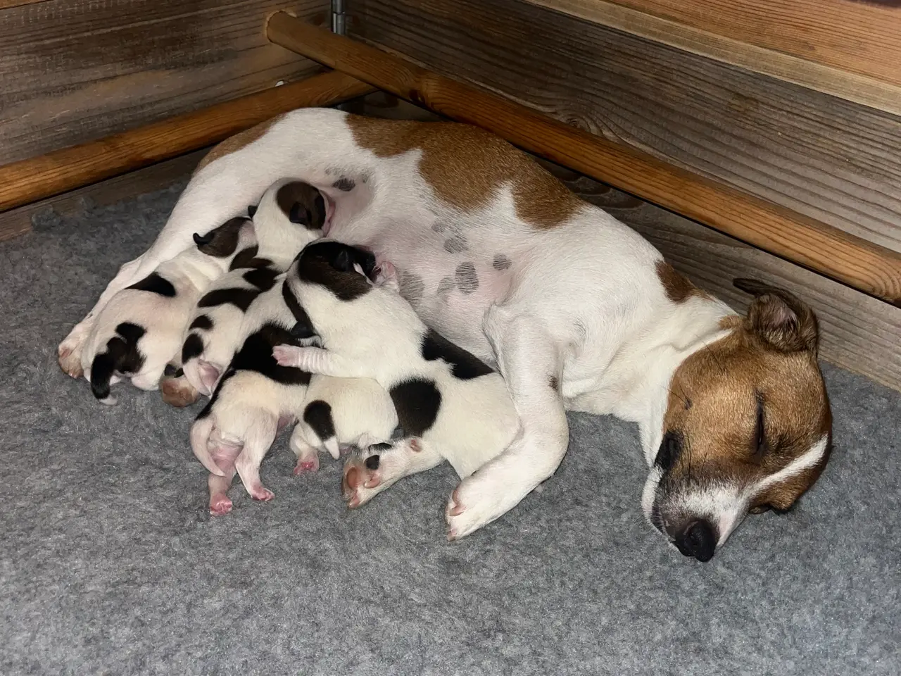 Billede 1 - Skønneste Jack russel hvalpe