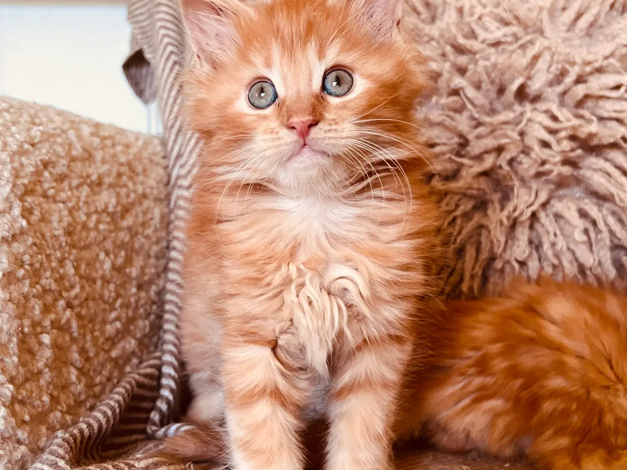 Billede 3 - Mainecoon killinger