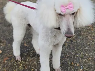 Konge Puddel