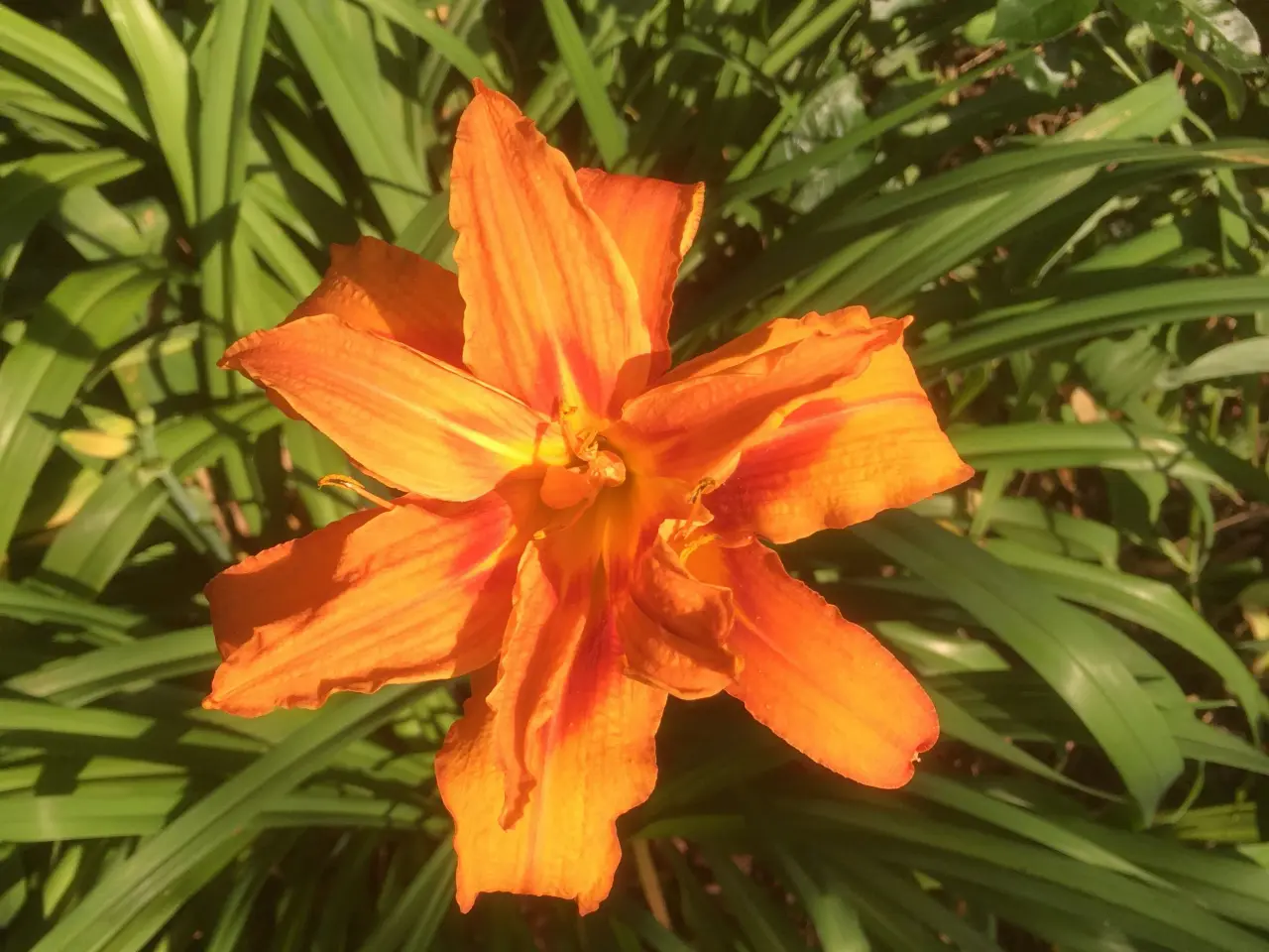 Billede 5 - Dobbelt orange daglilje