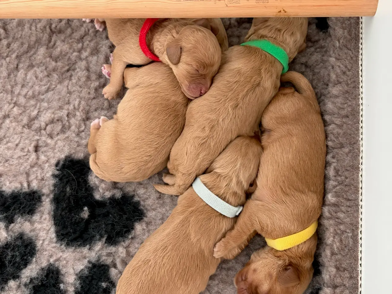 Billede 2 - Doodle hundehvalpe til salg🐶