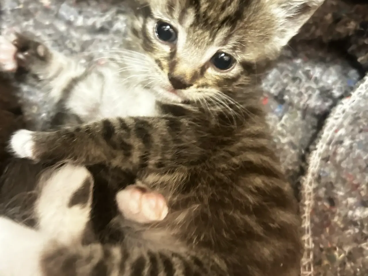 Billede 2 - Søde katte killinger søger hjem❤️