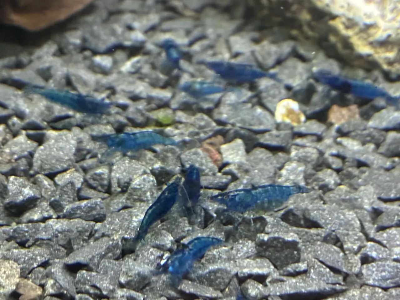 Billede 4 - Blue Dream Rejer