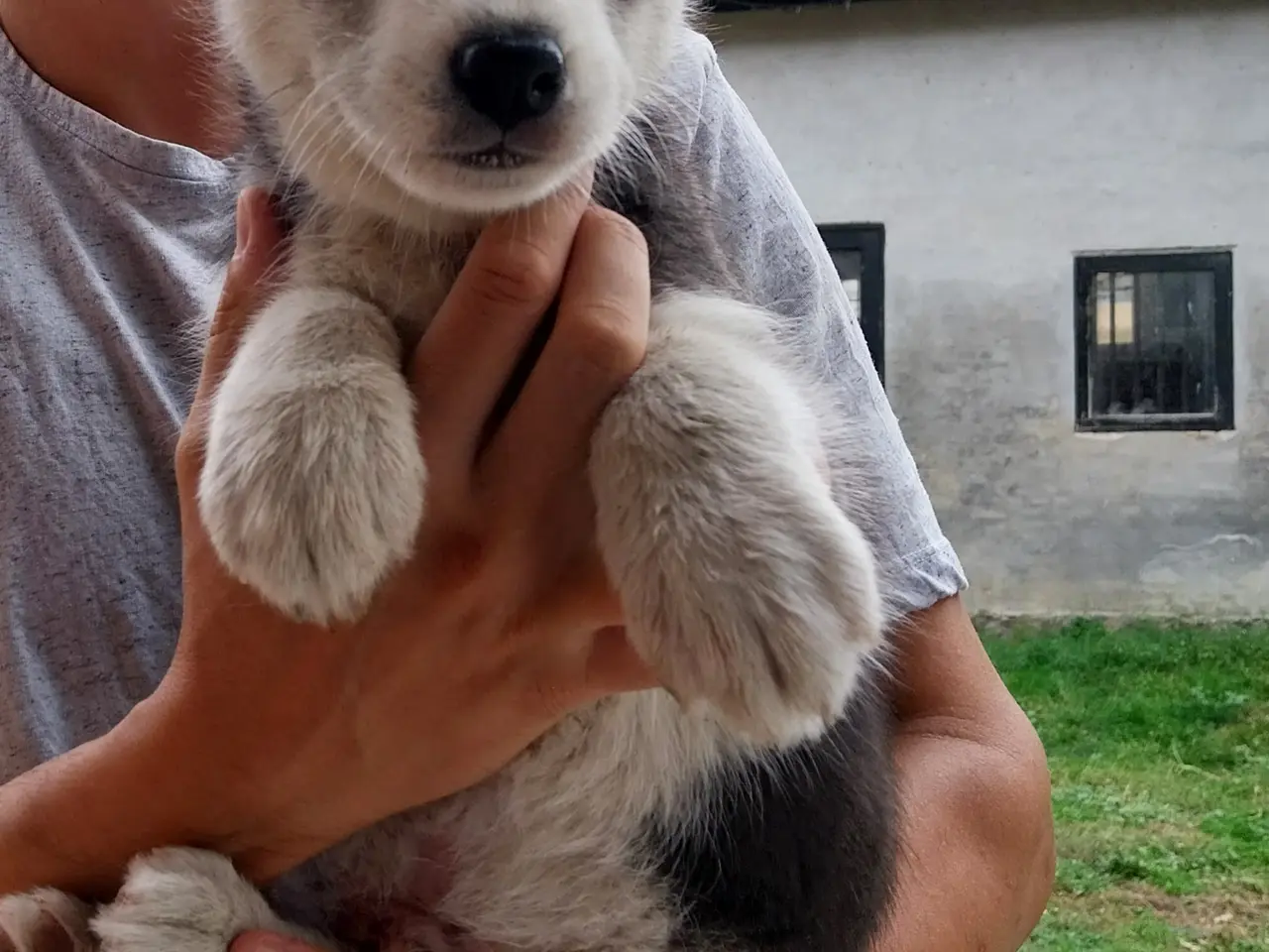 Billede 2 - Siberian Husky/Alaskan Malamute/Samojede