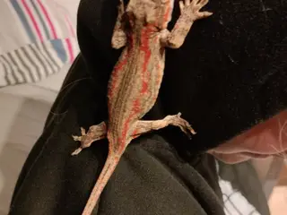 Stort terrarium evt med gekkoer