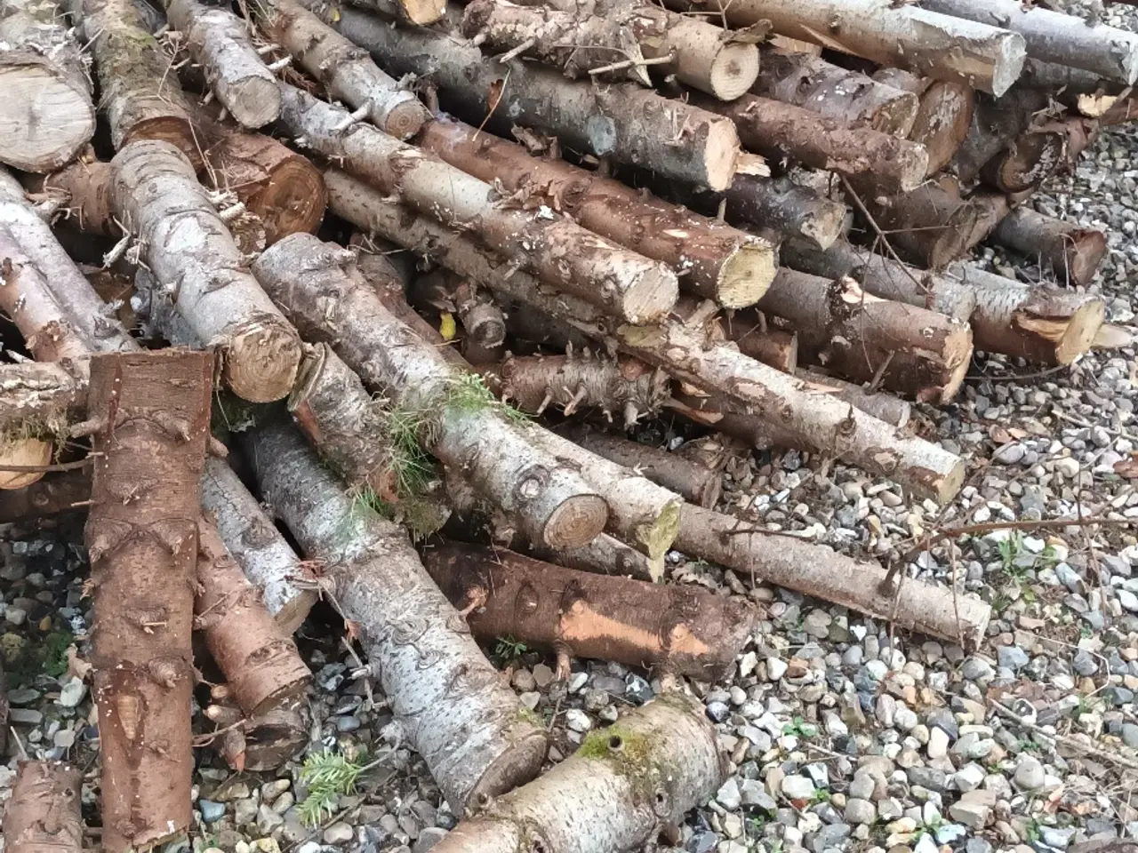 Billede 1 - Brænde - nåletræ
