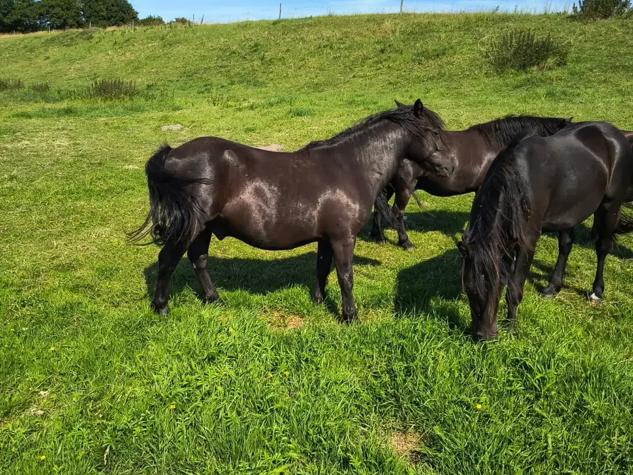 Billede 1 - 1 sort pony vallak 4 år ca. 125 i stang.