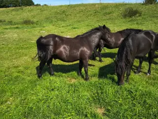 1 sort pony vallak 4 år ca. 125 i stang.