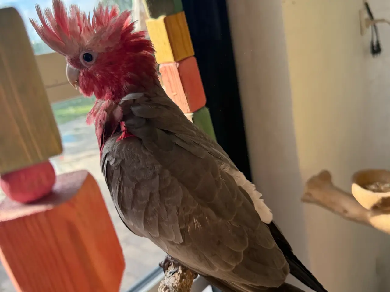 Billede 2 - Rosa kakadue og Amazon