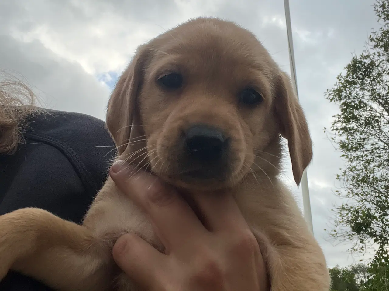 Billede 5 - Formel 1 Labrador hvalpe søger familier i uge 42