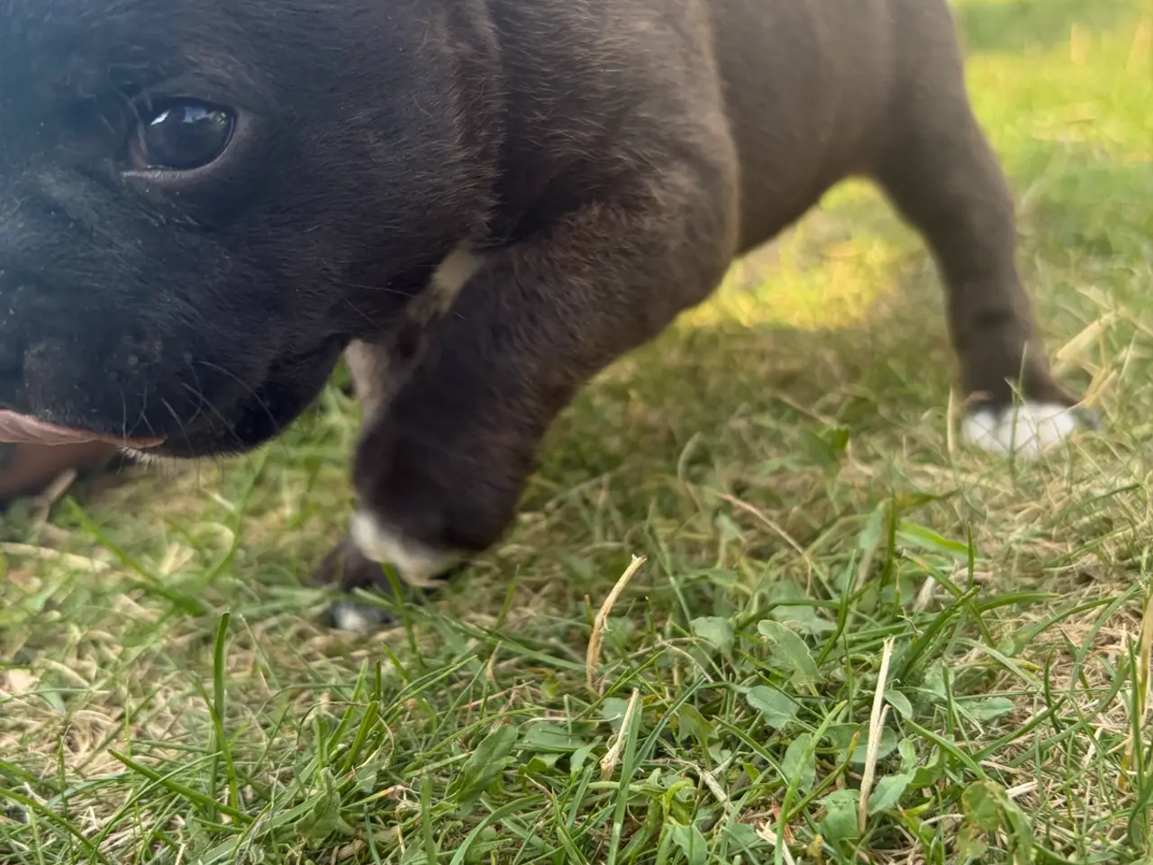 Billede 1 - staffordshire bull terrier