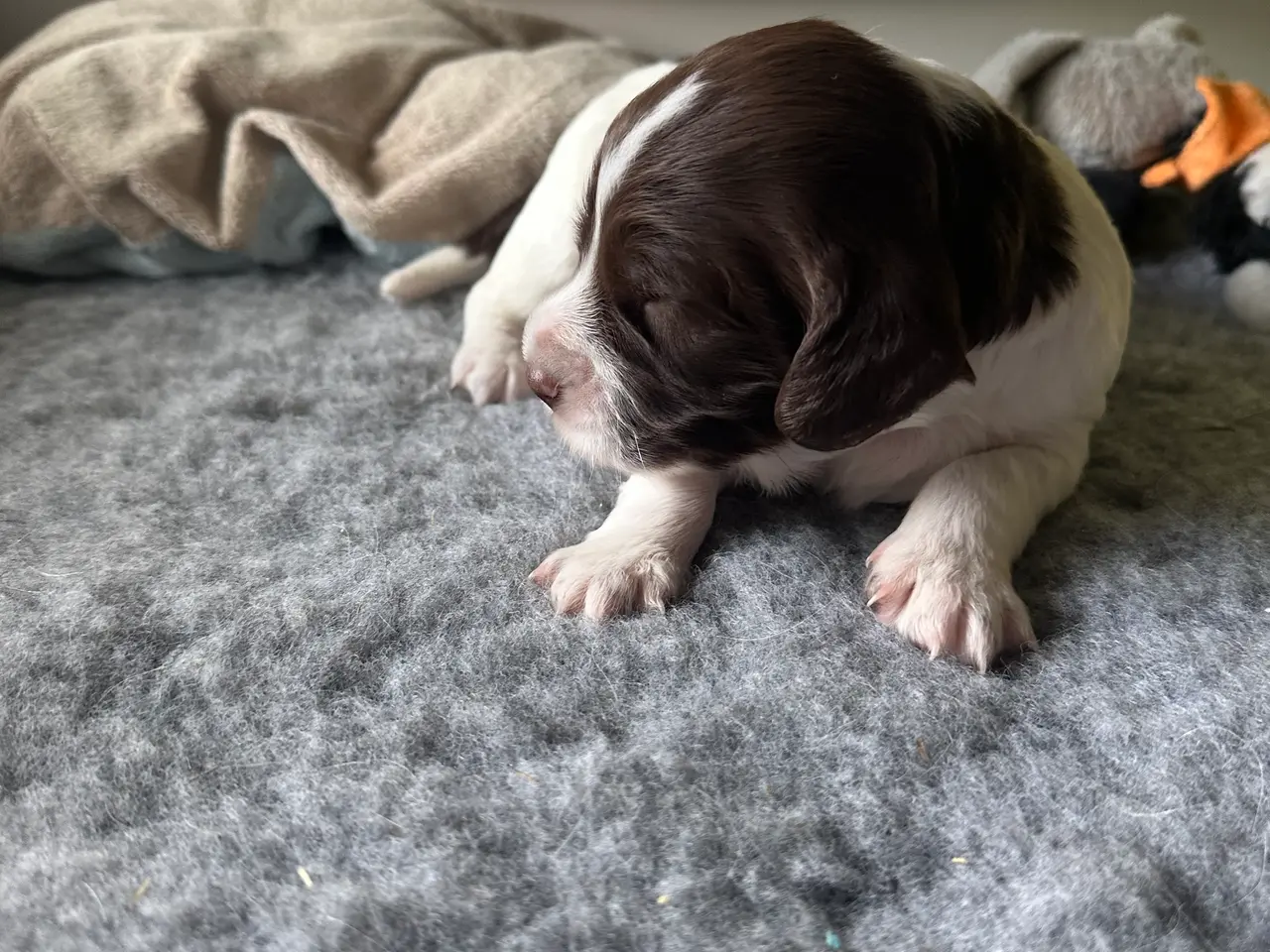 Billede 1 - FT springer spaniel hanhund med stamtavle