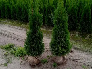 50 stk. Conifers Thuja Smaragd 120-140 cm.