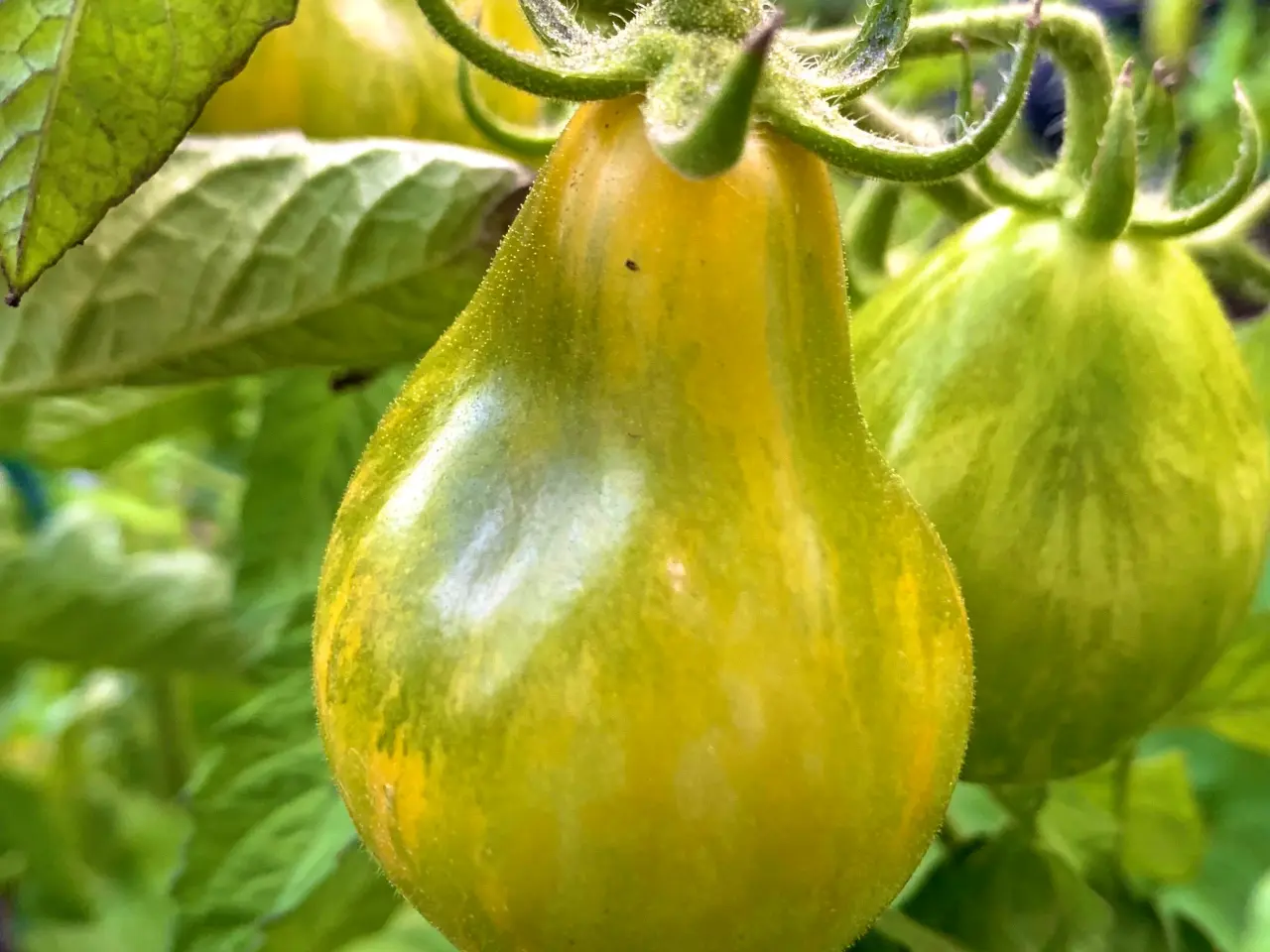 Billede 7 - Sunde frø af STORE tomater 🍅