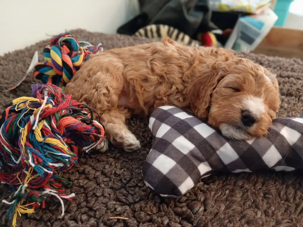 Billede 7 - Coackapoo hvalpe(50% cocker spaniel og 50% puddel)