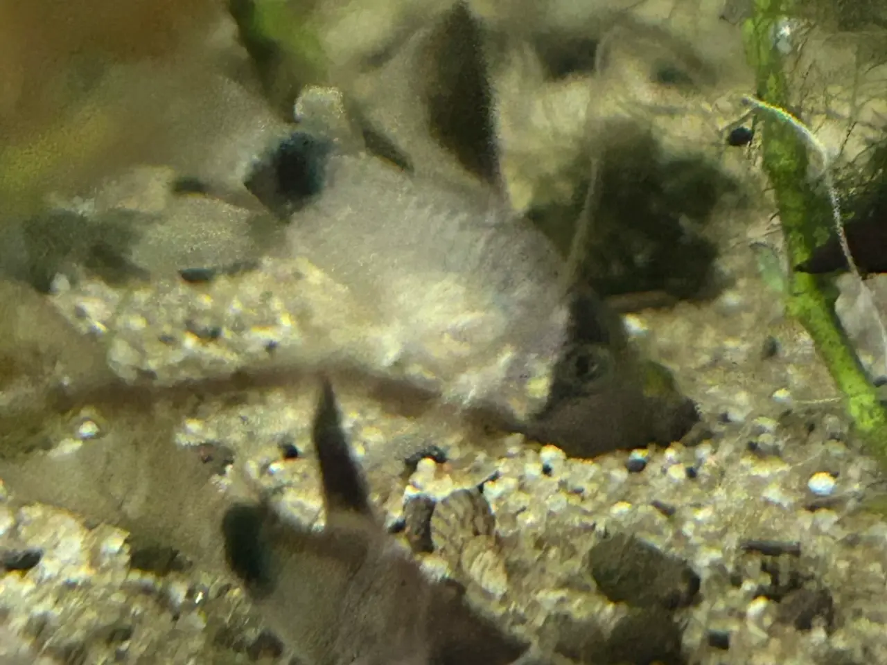 Billede 3 - 🐼🌟 Panda Longfin Pansermaller 3-4 cm | Premium |