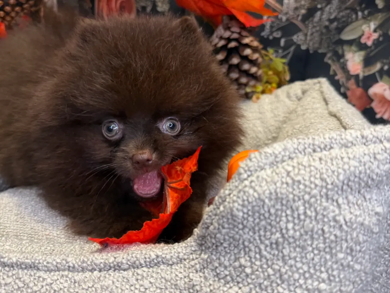 Billede 12 - 🐾💙 2 SMUKKE POMERANIA-DRENGE 💙🐾