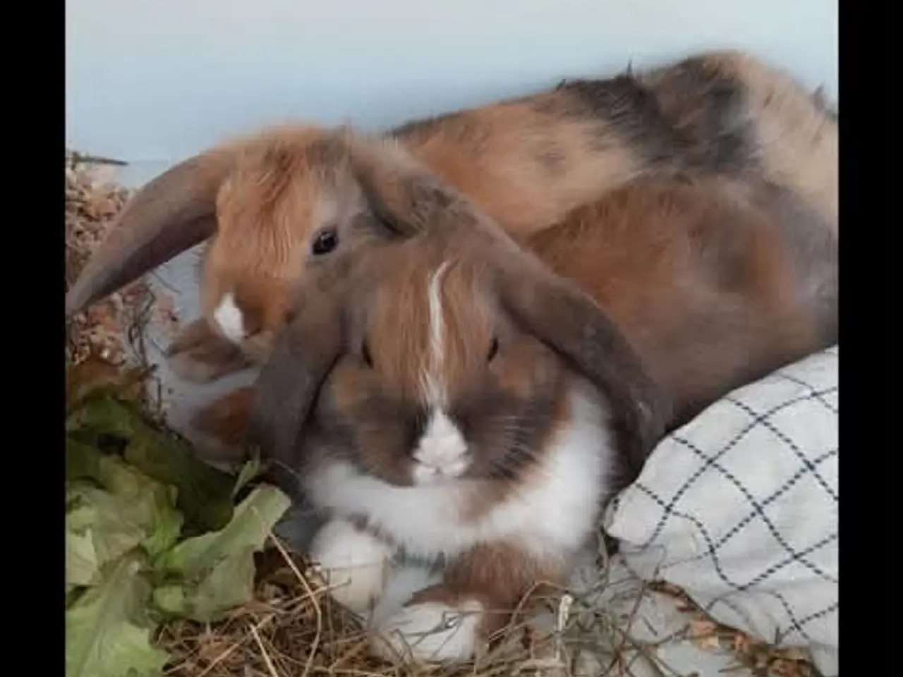 Billede 1 - 🐰 To søde og tamme dværgvæddere søger nyt hjem
