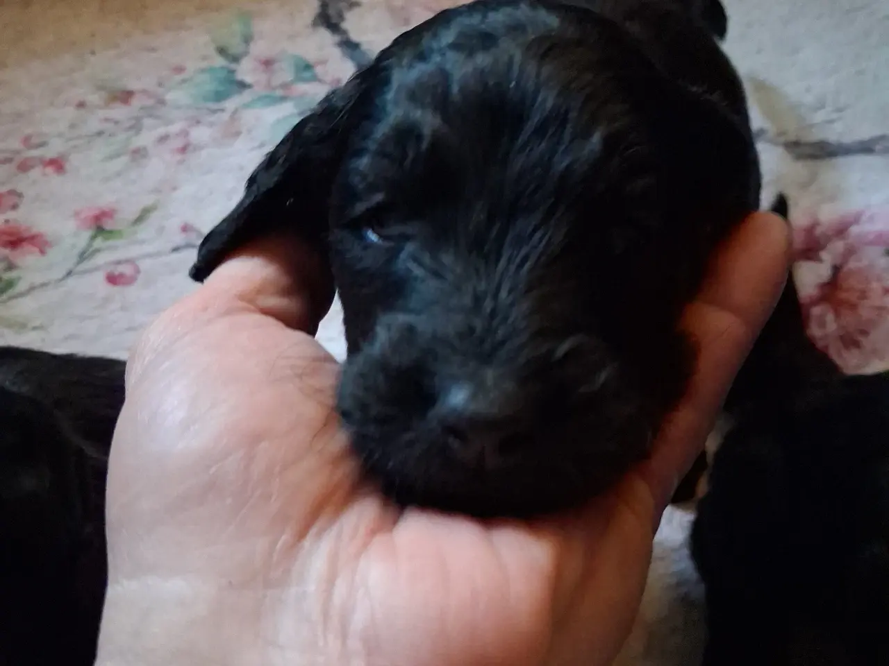 Billede 3 - de lækreste store goldendoodle-bamser