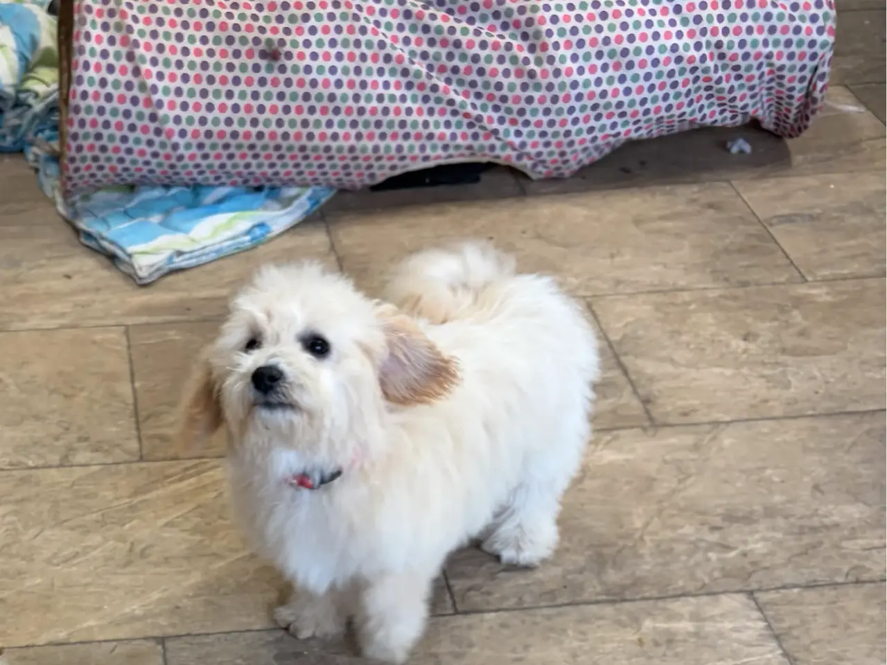 Billede 4 -  Maltipoo pige søde selma