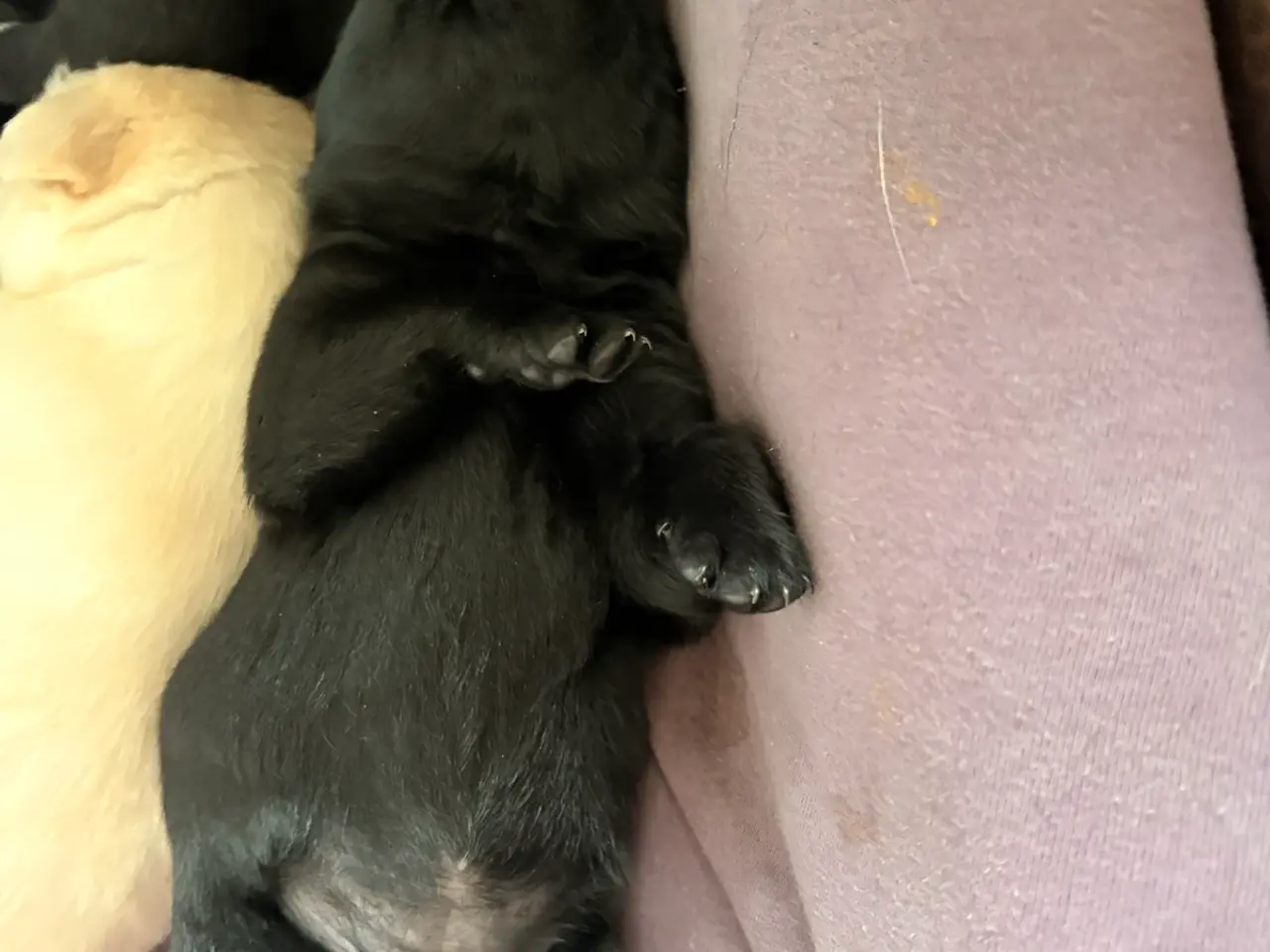 Billede 2 - 🐶Labrador/Samojede - Skøn og kærlig hvalp (Tæve)