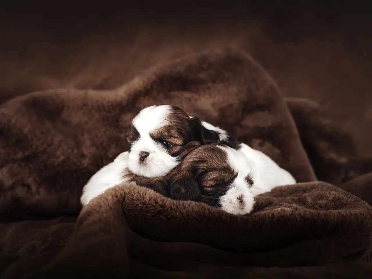 Billede 8 - Shih Tzu hundehvalpe søger nyt hjem (Tæver)