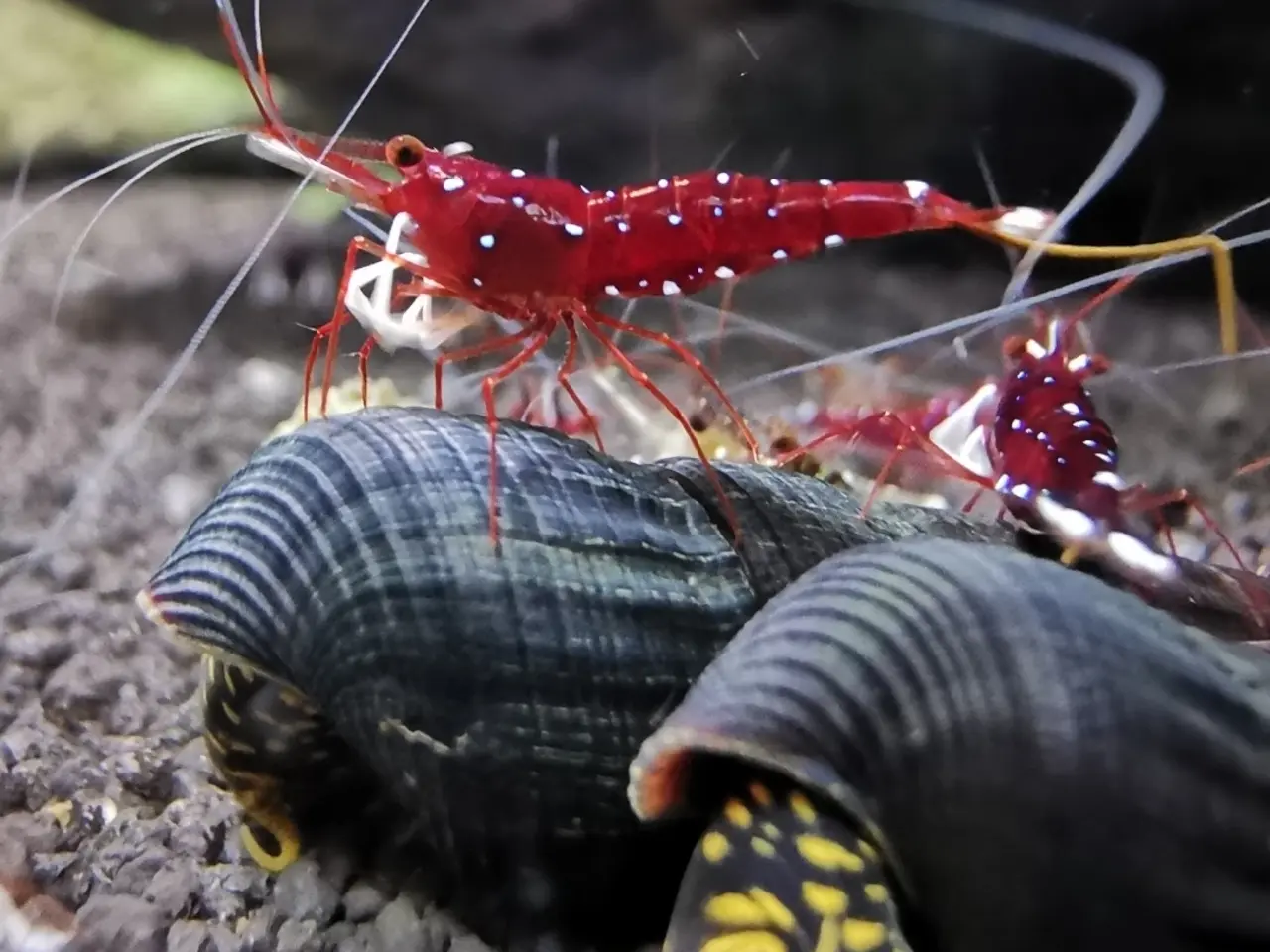 Billede 1 - Kardinalreje - Caridina Dennerli