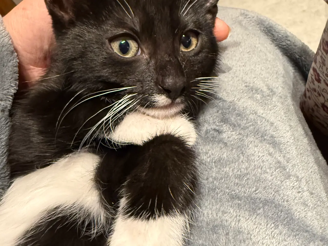 Billede 3 - 🐱 Søde killinger søger en kærlig familie! ❤️