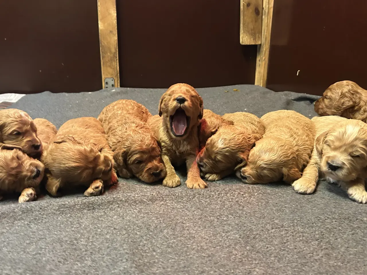 Billede 5 - Goldendoodle + Cavapoo