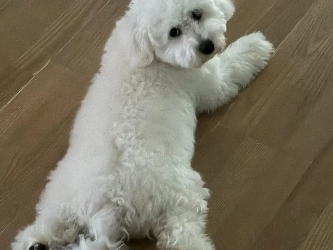 Billede 3 - Bichon havanais 