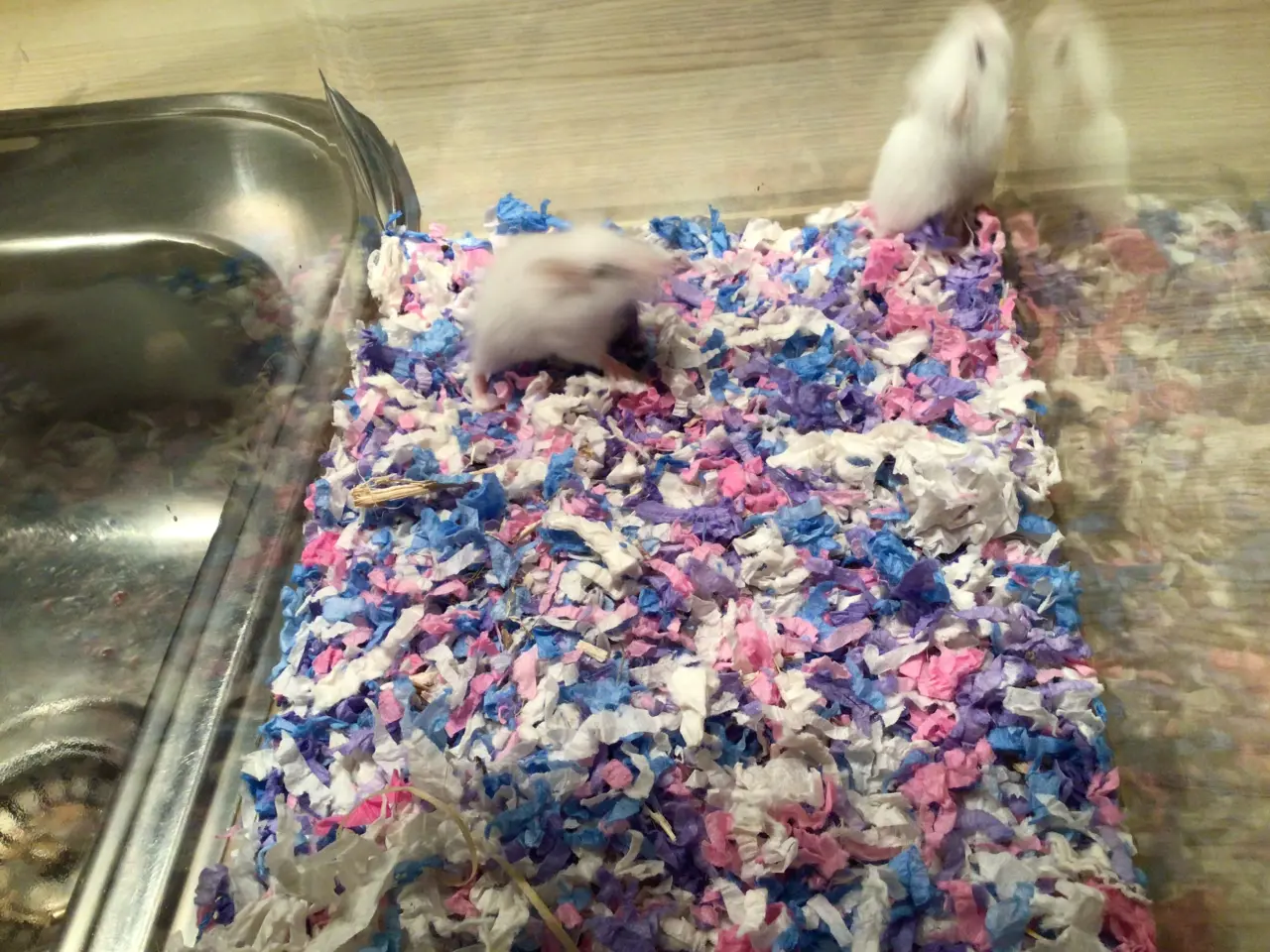 Billede 5 - Roborowski hamster