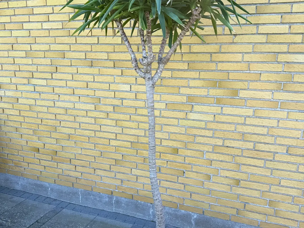 Billede 2 - Yucca Palmer