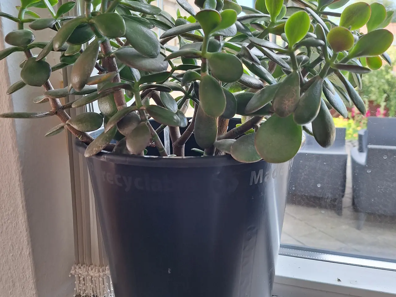Billede 2 - Stueplante, Paradistræ