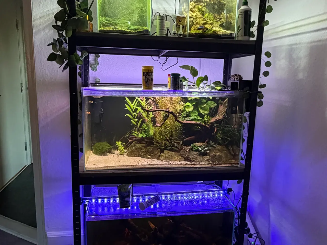 Billede 1 - Komplet akvarie reol