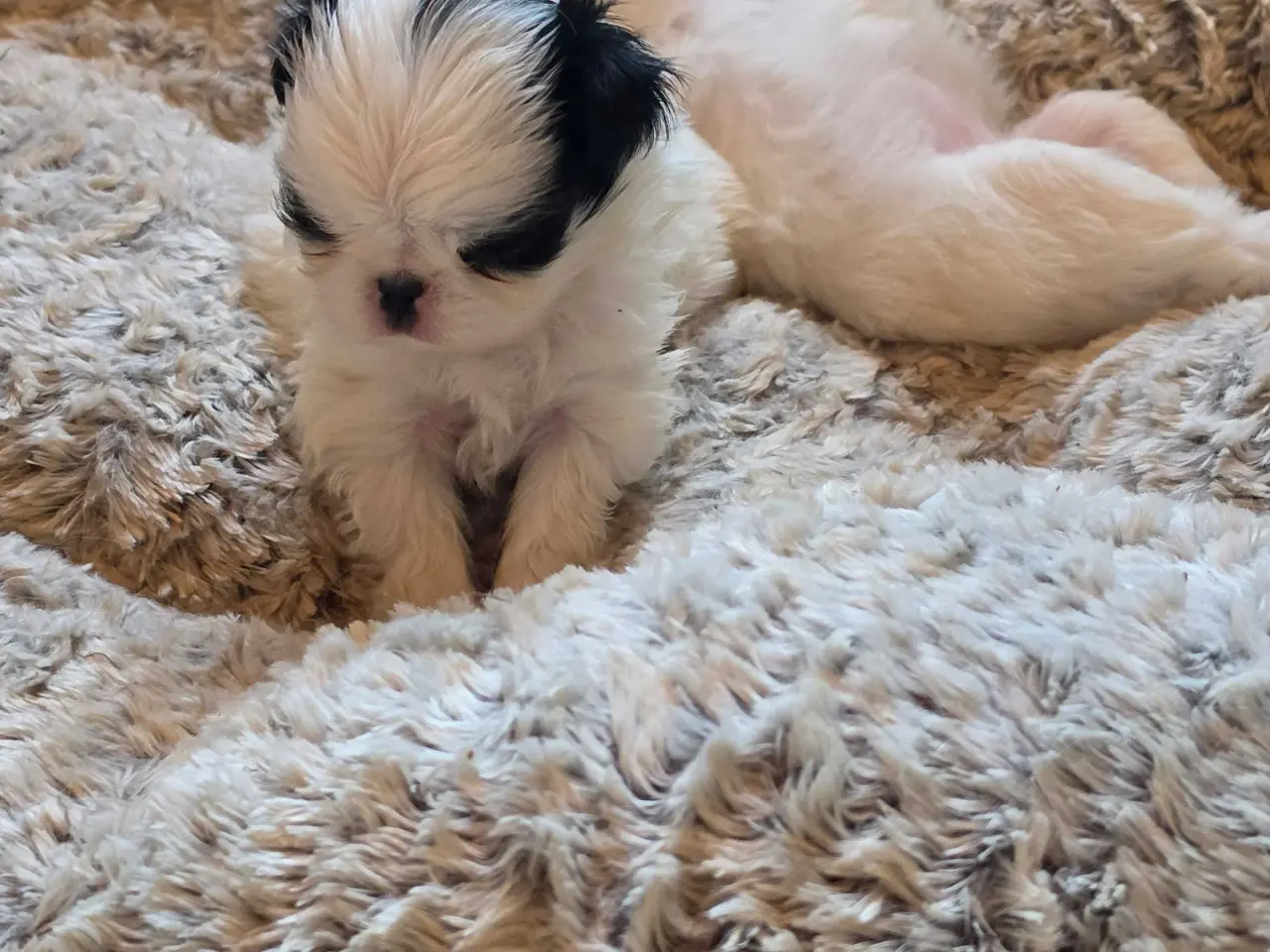 Billede 5 - Japanese chin hvalpe