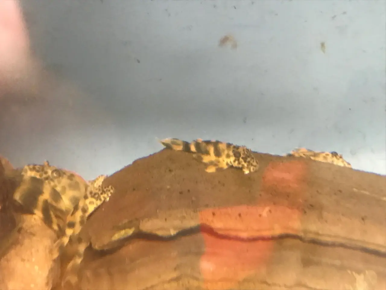 Billede 3 - Peckoltia sabaji L075