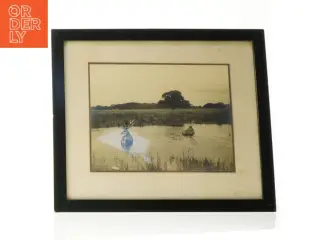 Indrammet fotografi af hjorte (str. 37 x 32 cm)