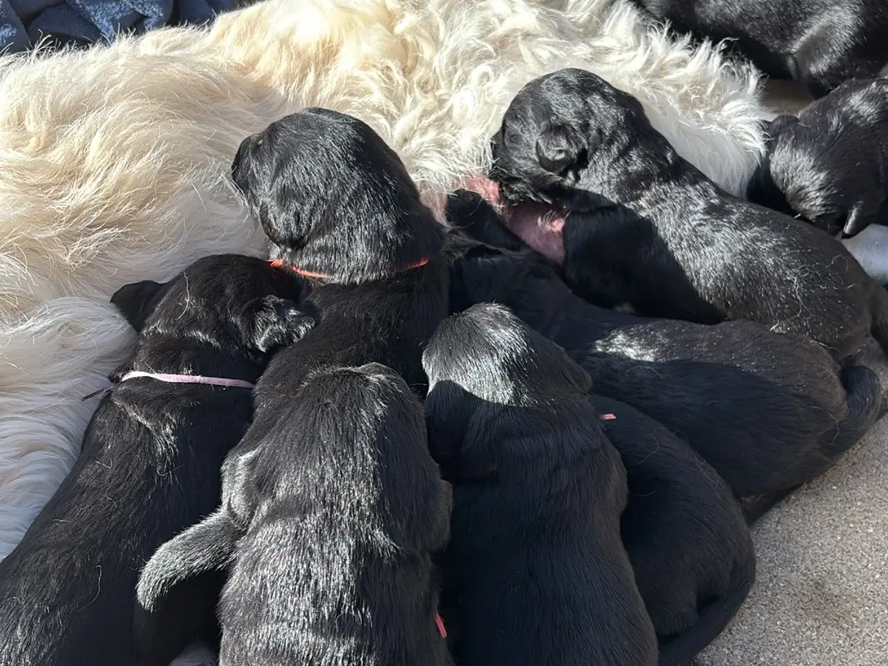 Billede 11 - Dejlige double doodle af labra og goldendoodle