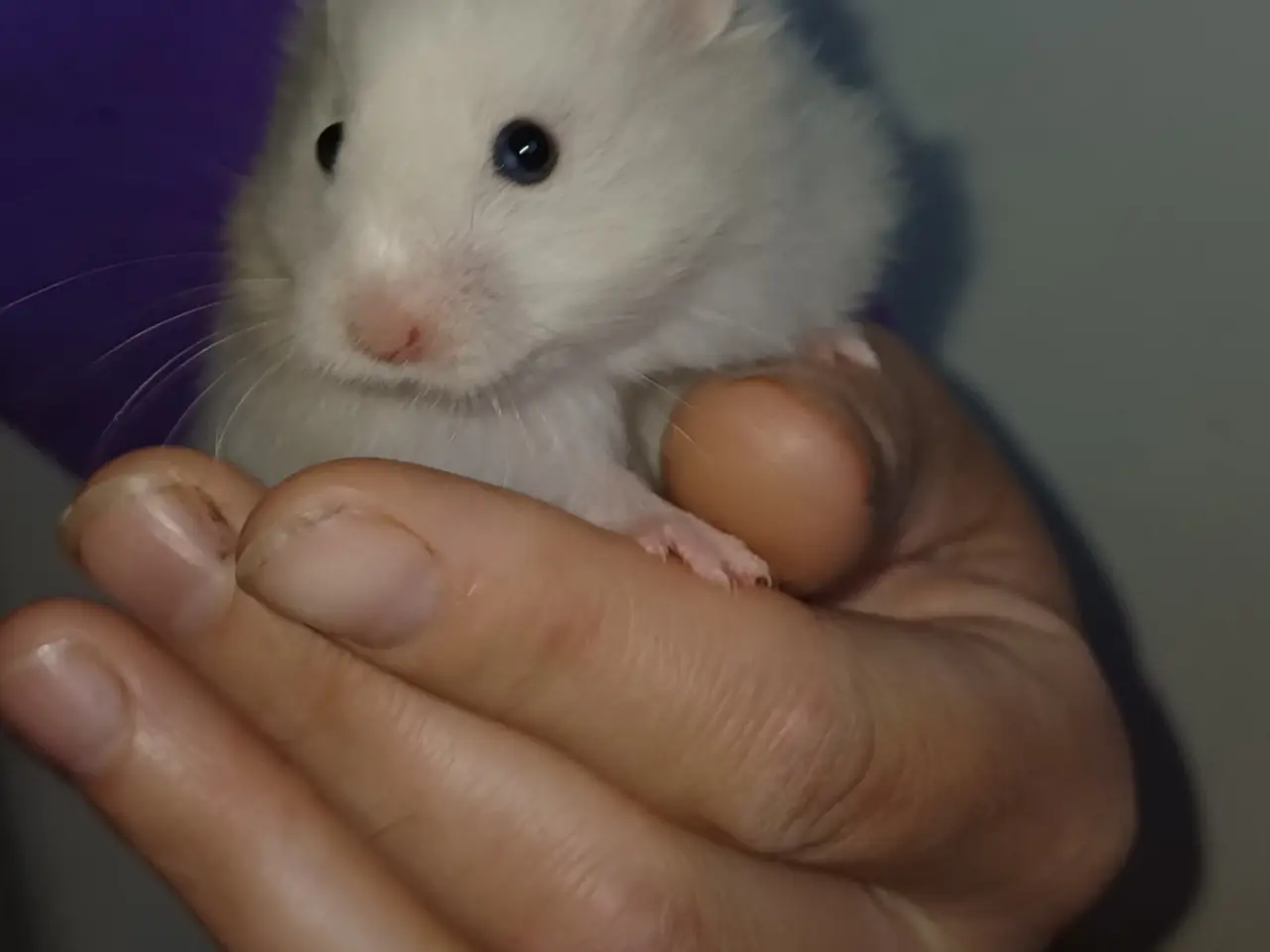Billede 5 - Guldhamster unger