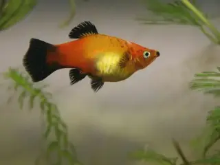 Wagtail Platy gul og rød