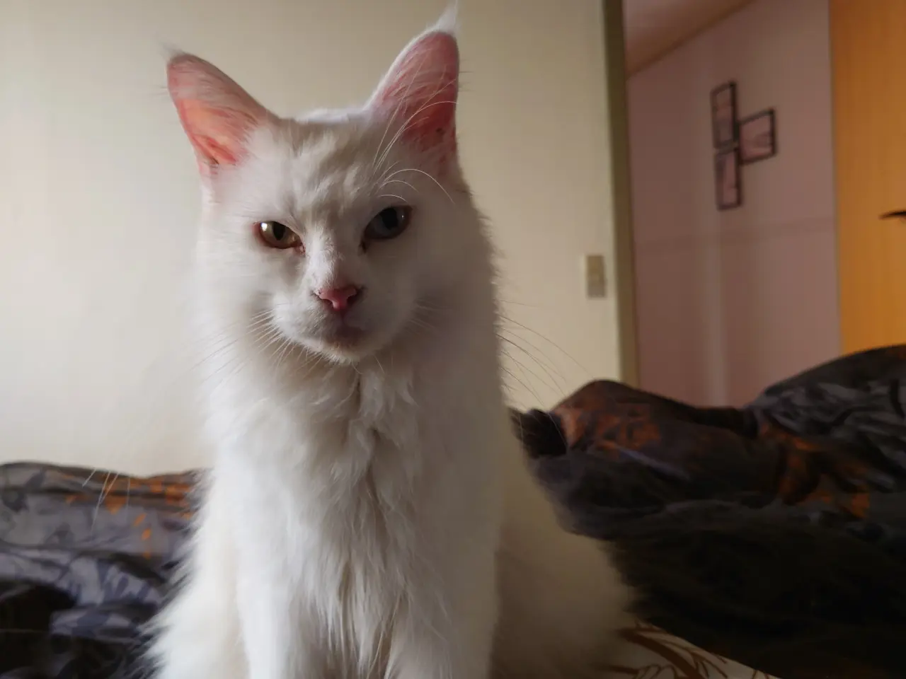 Billede 13 - Smukke Maine coon far med tavle