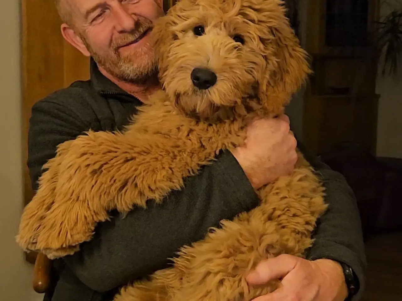 Billede 14 - Goldendoodle hvalpe