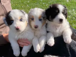 Australian shepherd hvalpe