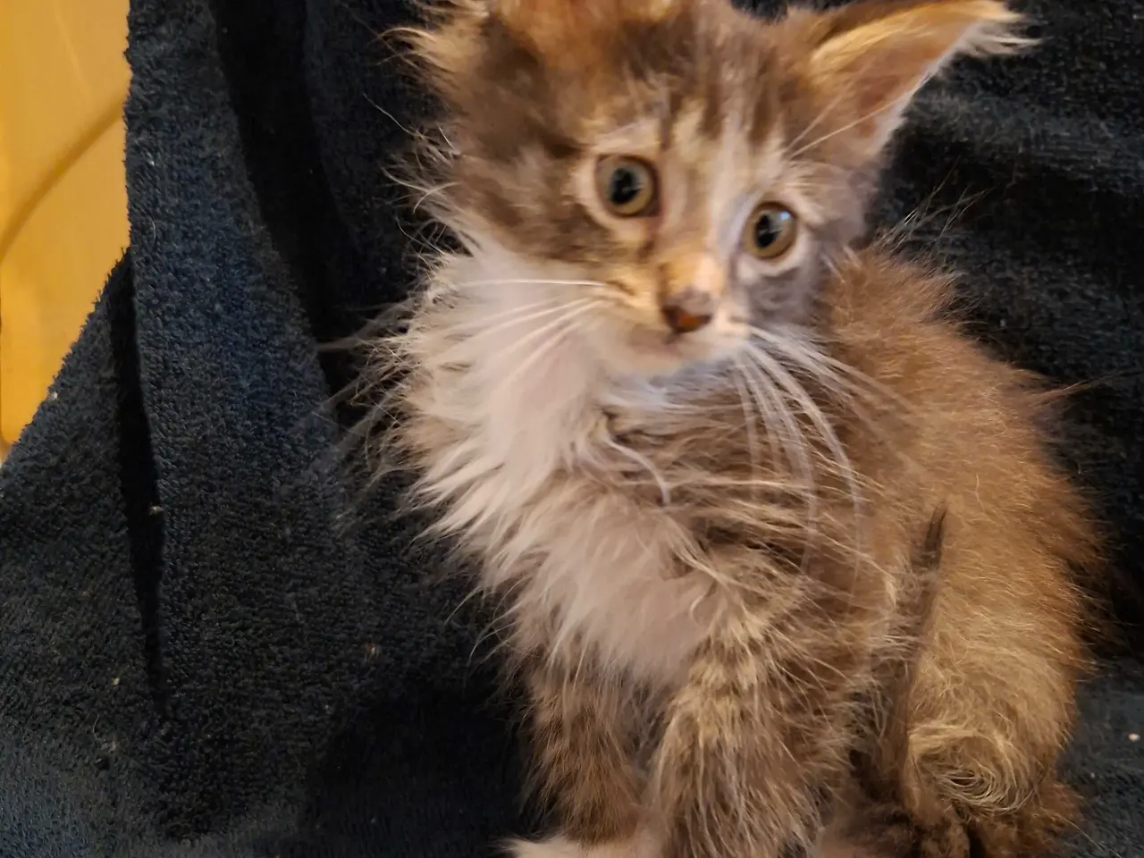 Billede 2 - Maine coon killinger uden tavle