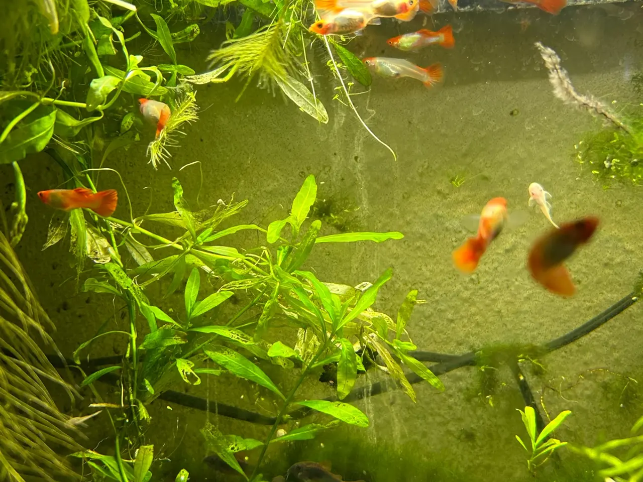 Billede 14 - 🐠❤️ Rednose Koi Guppy Par | Hvid Krop & Rød Hale