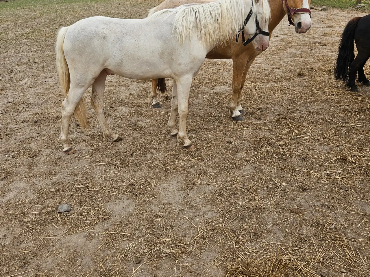Billede 3 - Cremello hingst 2 år